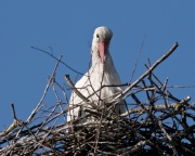 White Stork_ANL_6602